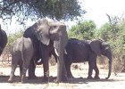 Chobe Safari park